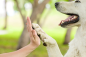 dog and person high five