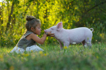 A little girl kisses a piglet on a meadow