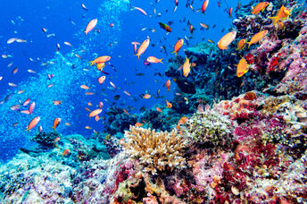 The world’s largest and Maldives first 3D-printed reef system was installed at Summer Island.