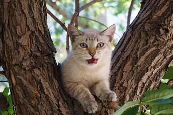 Two cats stuck in a tree