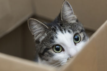 cat benefits - benefits of having a cat