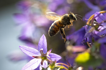 bee on a wildflower