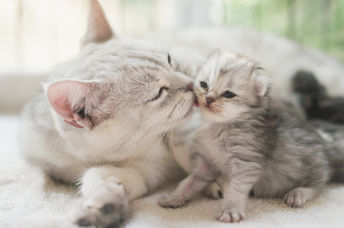 A cat and newborn kitten curl up together