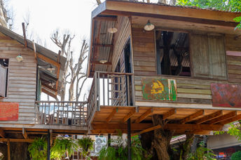 A model Oas1s forest neighborhood