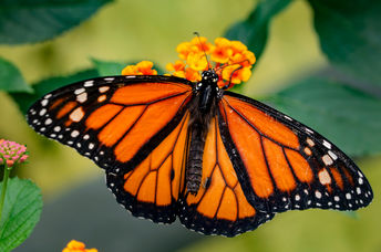 Monarch butterfly feeding on orange milkweed