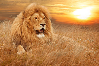 The petition calling for justice for Cecil the Lion