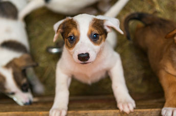 Puppies at a shelter.