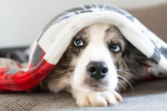 Dog hiding under a blanket.