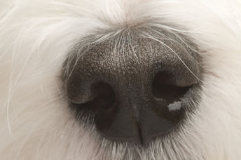 A dog's nose to illustrate the sense of smell