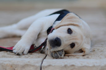 Service dog trainee.