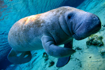 Endangered manatee in Florida's coastal waters