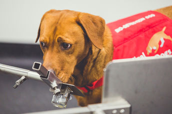 Disease detection dog sniffing for prostate cancer.