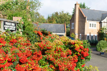 The super plant, cotoneaster, is growing on a roadside in the UK.