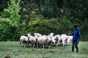 Woman shepherd with flock of sheep.