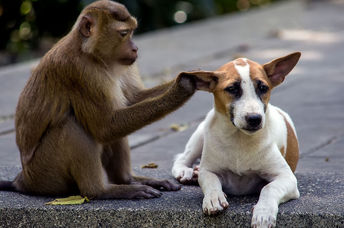 monkey and dog friends
