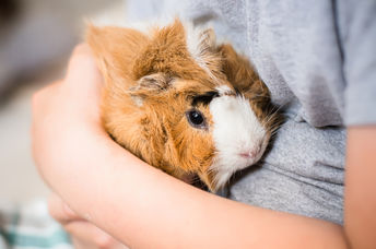 Guinea pig showing that human tissue chips may replace lab animals