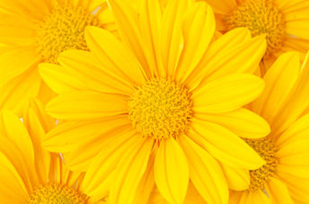 Yellow flowers will perk up your mood.