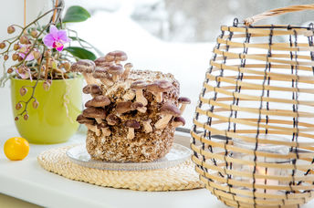 Mushroom growing on windowsill in urban farming