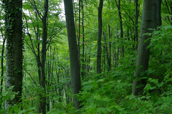 green dense forest