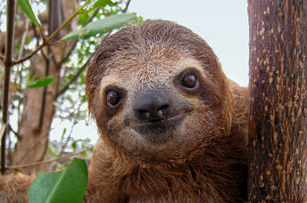 Young sloth on a branch