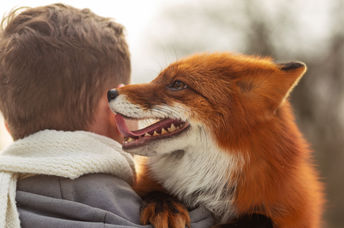 A man holds his pet fox.