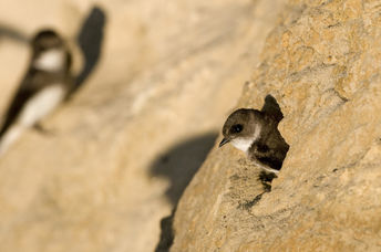 Sand martin swallows nesting