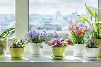 Houseplants thriving from warm weather care.