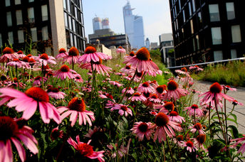 Flowers and bees in New York's highline