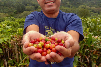 A farmer proudly holds a handful of freshly picked coffee beans.