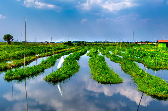 Floating gardens grow food during seasonal flooding.