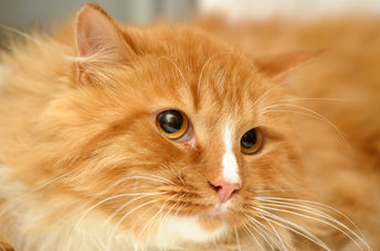 Stray orange tabby cat