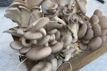 Growing mushrooms in coffee grounds.