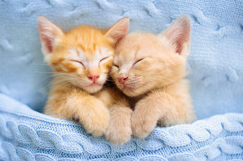 Kittens are calming.