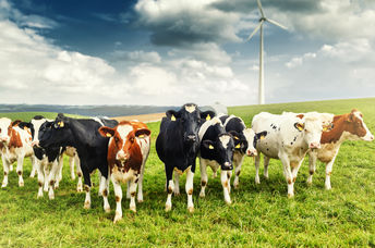 Seaweed makes cattle produce less gas.