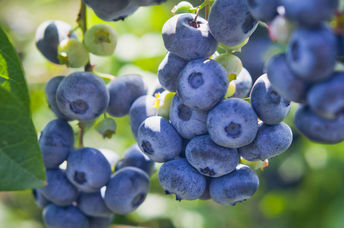 Blueberries are a Superfood.