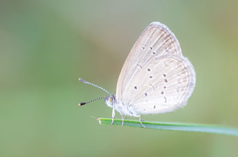 Butterfly in a backyard