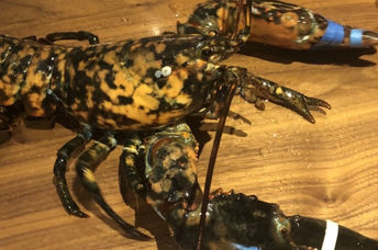 A rare lobster was found at a Red Lobster restaurant.