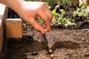 Planting seeds in the garden
