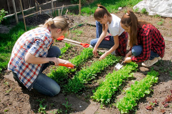 A garden plot in the city.