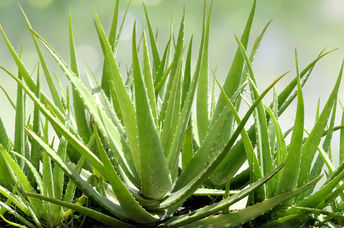 Aloe vera plants.