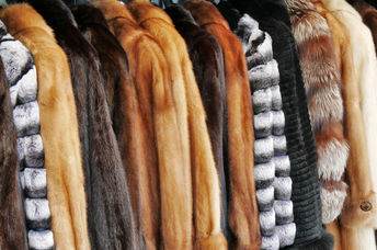 Fur coats hanging in a store.