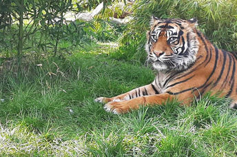 Tiger from Shepreth Wildlife Park after pioneering eye surgery