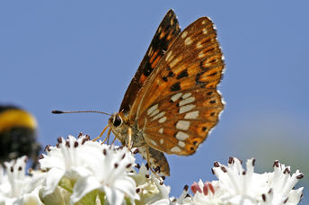 The Duke of Burgundy butterfly
