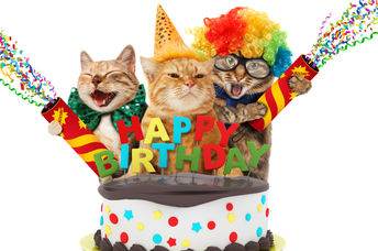 A birthday party for shelter pets.