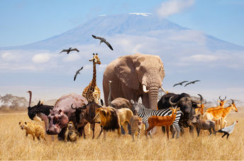 Wild animals in Africa.