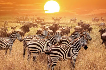 Zebras under an African sunset