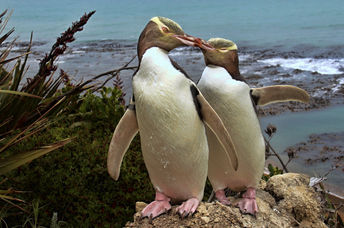 A penguin pair in New Zealand.