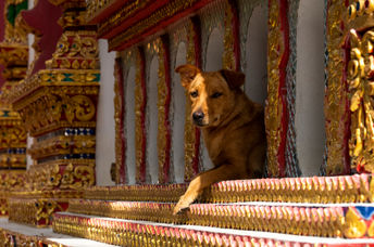 Stray dog in Buddhist temple
