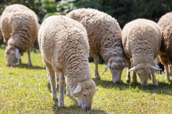 Grazing sheep in the park.