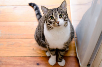 A tabby cat sits outside a door.